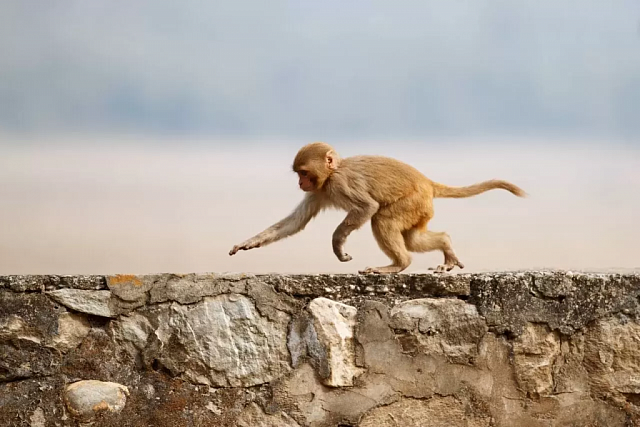 В Краснодарском крае обезьяна охраняла сон нетрезвого хозяина 