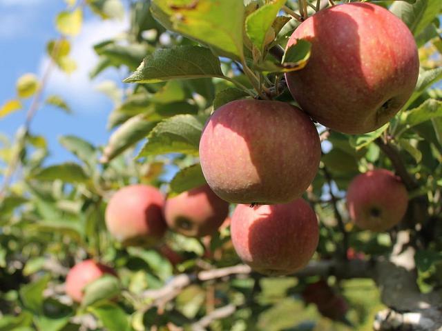 Около 50 тысяч тонн яблок выращивают в суперинтенсивных садах Ставрополья