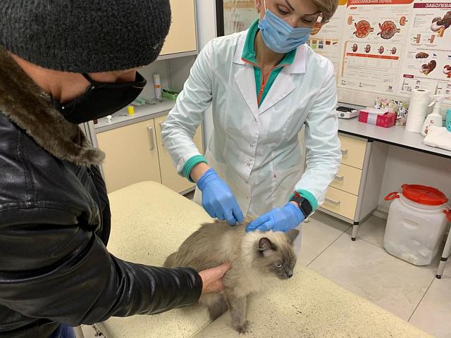 В Пятигорске ветеринары вакцинируют домашних животных против бешенства