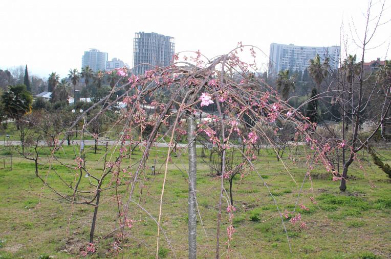 Сезон цветения сакур в парке «Дендрарий» открыт