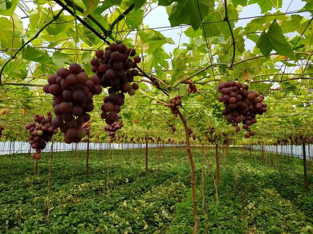 На Ставрополье и в Дагестане виноградари бьют рекорды