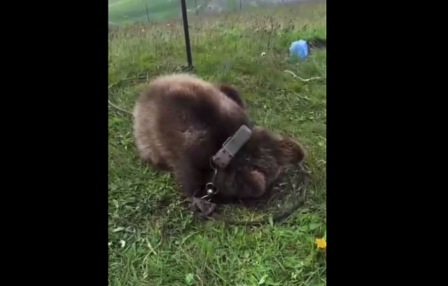 В КЧР прокуратура начала проверку после появления видео с медвежонком на привязи