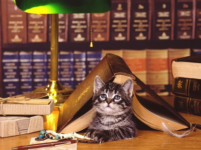 В библиотеке Рыбинска появился ученый кот