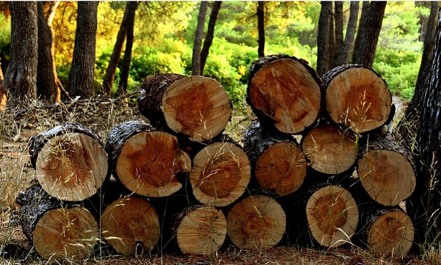 В Кабардино-Балкарии два брата нарубили леса на 35 млн рублей 