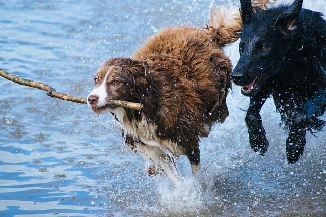 Эксперт высказался о инициативе губернатора Ставрополья решить проблему с бродячими собаками