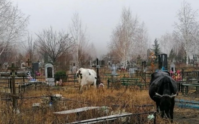 Жители КЧР пожаловались на пастуха, пустившего коров на кладбище