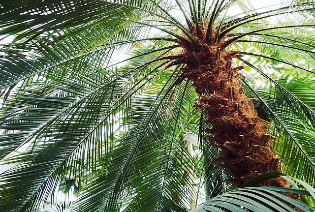 На улицах столицы Ингушетии сажают пальмы