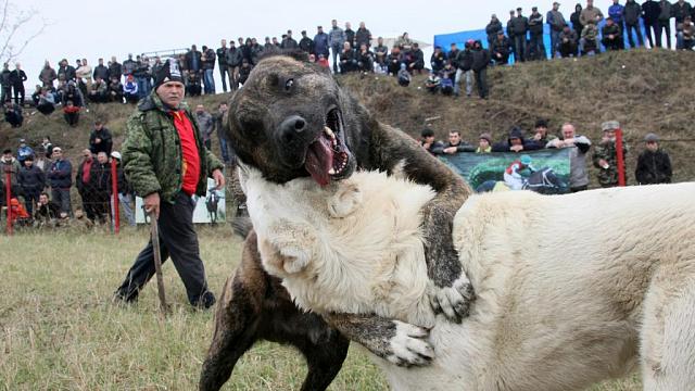 На Ставрополье провели собачьи бои после обещания чиновников запретить их