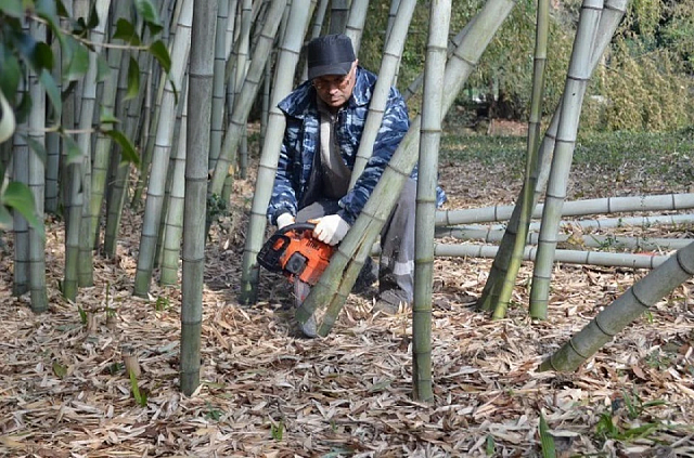 Загадка природы: В парке Сочи зацвел бамбук, и он умрет