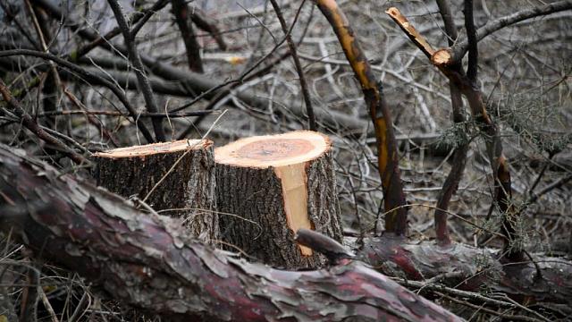 Вырубивший деревья в парке Ессентуков бизнесмен стал фигурантом уголовного дела