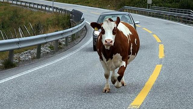 В Дагестане в ДТП с коровой погиб человек  