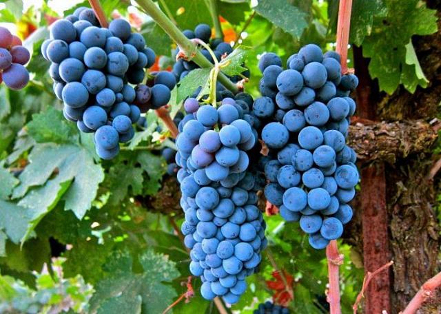 Еще 100 га виноградников заложат в Ингушетии в 2023 году