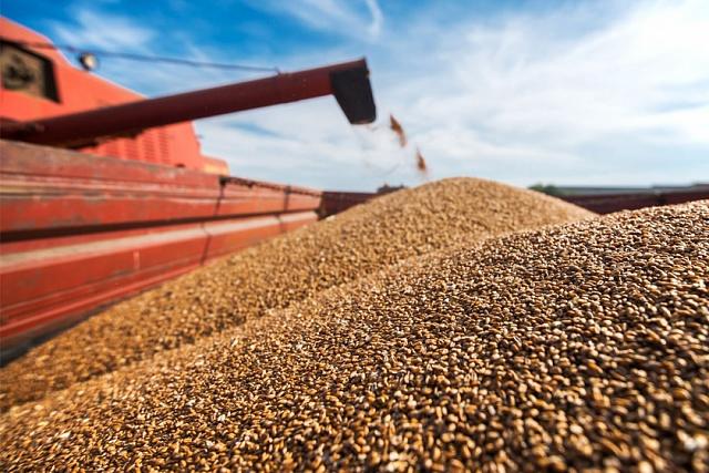 Почему снизился экспорт пшеницы из России? 