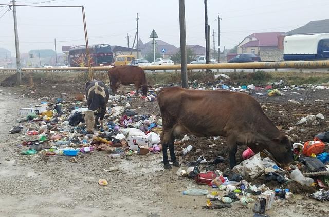 В Дагестане появились временные «мусорные» регоператоры