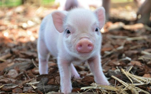 На Ставрополье поголовье свиней выросло до 385 тысяч животных