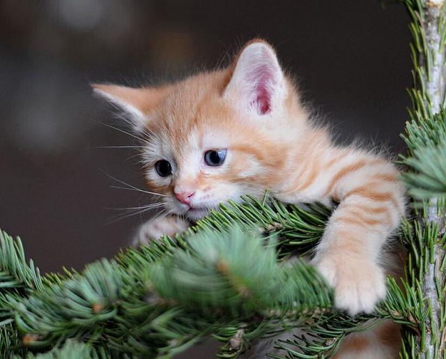 В Ставрополе котенок забрался на елку и не мог спуститься два дня