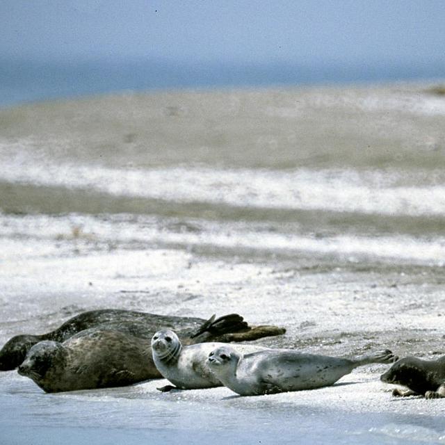 В Дагестане на берегу моря нашли мёртвых тюленей: видео  
