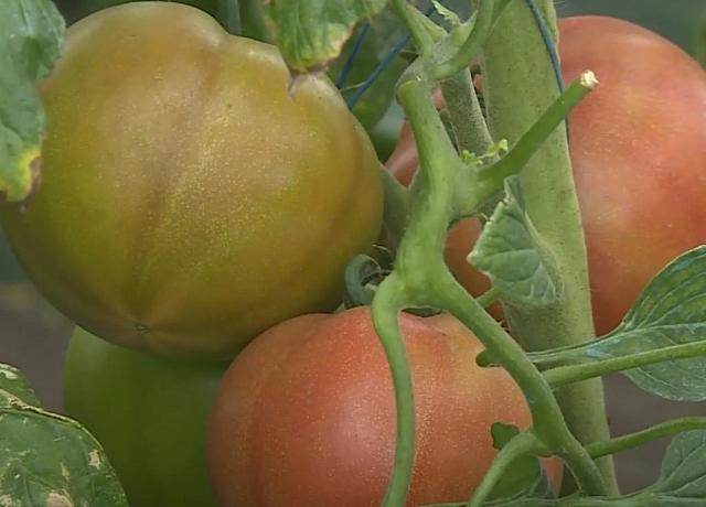 Ставропольский фермер выращивает помидоры-гиганты