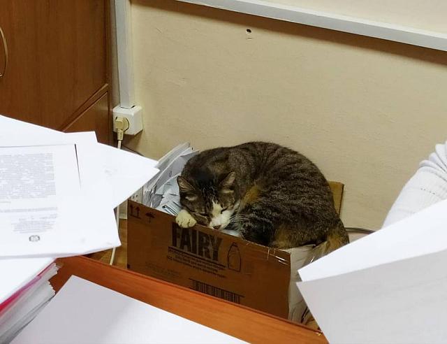 На Ставрополье в мэрии у кота появился свой Instagram-канал