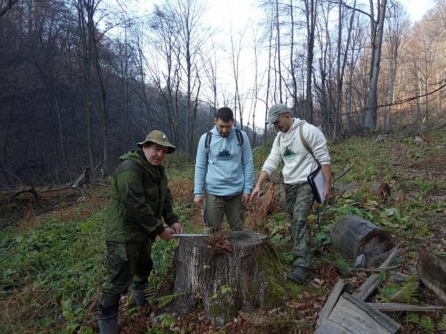 «Черные лесорубы» уничтожили деревья почти на 5 млн рублей в Северной Осетии
