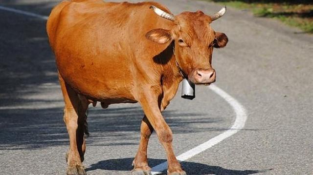 В КЧР из-за наезда иномарки на корову пострадали три человека