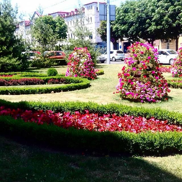 В центре Ставрополя высадили более сотни тысяч цветов