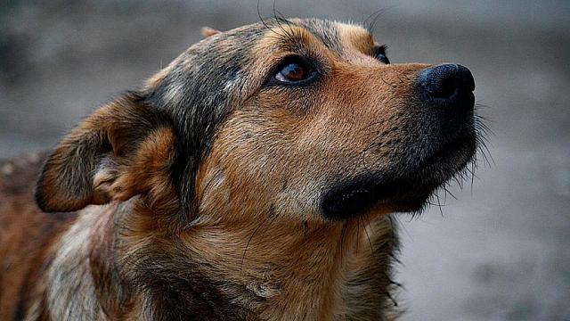 Власти Северной Осетии бойкотируют создание приютов для животных