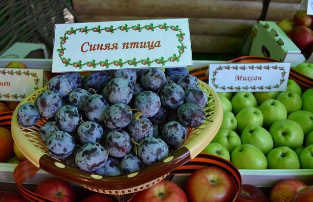 На Ставрополье садоводы приступили к сбору урожая слив