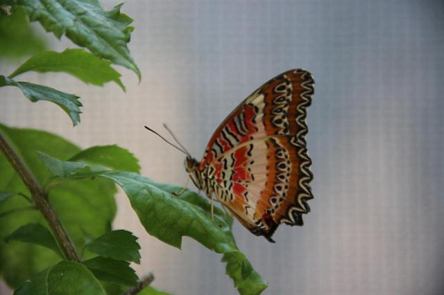 Жизнь насекомых: Сад бабочек открылся в Дендрарии Сочи 