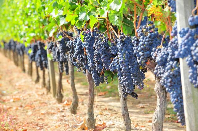 К 2030 году в Ингушетии площадь виноградников достигнет 1000 га