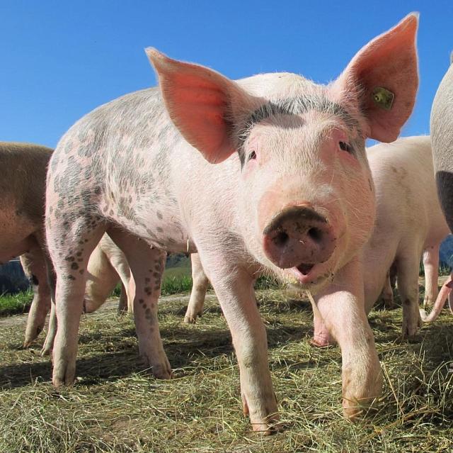В Туркменском округе Ставрополья обнаружили кладбище свиней 