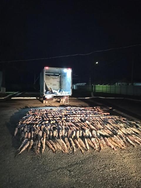 Житель Дагестана перевозил в тайнике грузовика 1,3 тонны осетровой рыбы