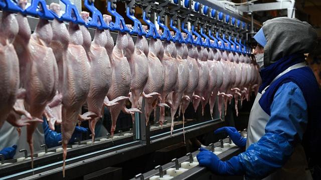 Предприятие на Ставрополье производило опасные для здоровья субпродукты из курятины