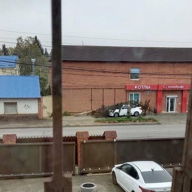 В Ставрополе ель под напором сильного ветра упала на машину   