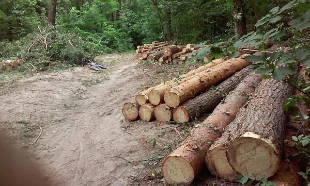 В КЧР выявили нарушения в работе заготовителей леса