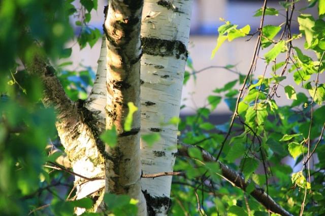 За незаконную вырубку деревьев в парке Ессентуков бизнесмену придётся раскошелиться на 1,1 млн руб. 