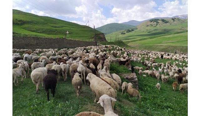 В Дагестане муниципальные депутаты предложили отменить закон об отгонном животноводстве