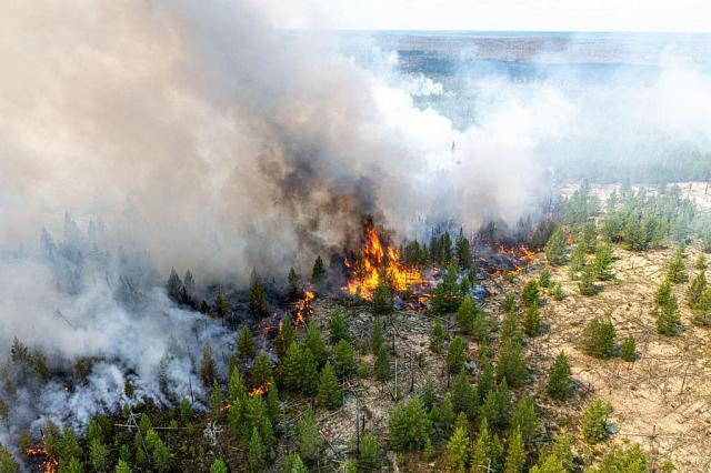 На Ставрополье высока вероятность лесных возгораний