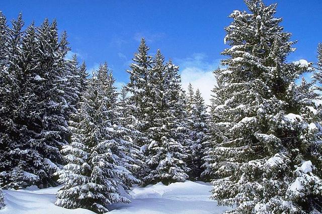 В лесах КБР охраняют елки перед новогодними праздниками