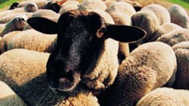 КАМАЗ с овцами опрокинулся на Ставрополье
