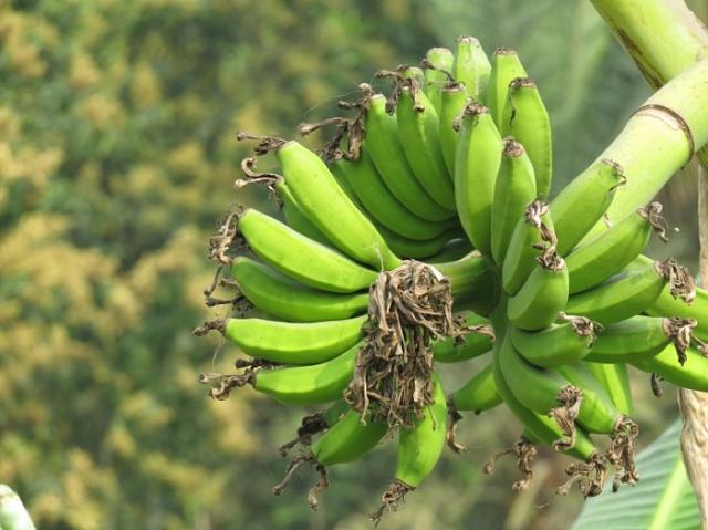 Делегация из Эквадора прибудет в Россию для обсуждения проблем экспорта бананов