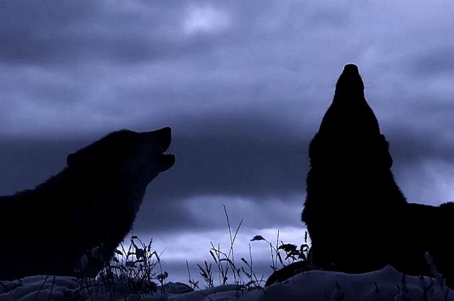 Айшат Кадырова исполнила композицию, начинающуюся с волчьего воя