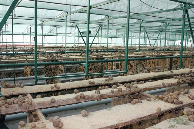 Более 6 тонн мяса улиток собирают на ставропольской экоферме