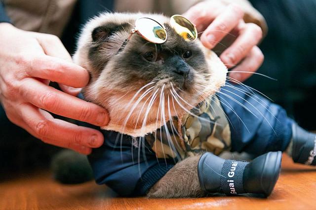 В Грозном коты-стиляги предстали в самых разнообразных нарядах