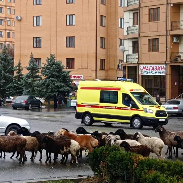 Овцы заполонили центральные улицы Назрани