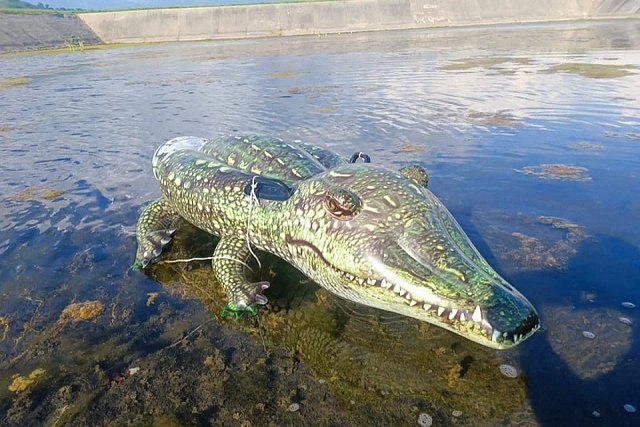 В аэропорту Сочи «поселился» крокодил
