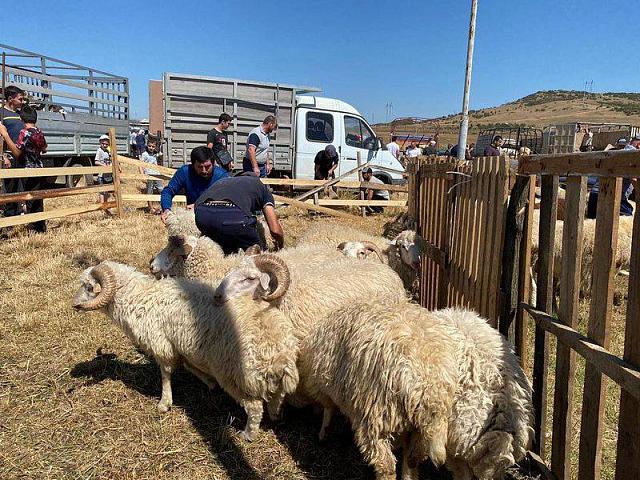 Более 5 тысяч овец раздадут на Курбан-байрам жителям Ингушетии