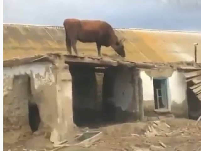 В соцсетях Нальчика обсуждают корову на крыше 