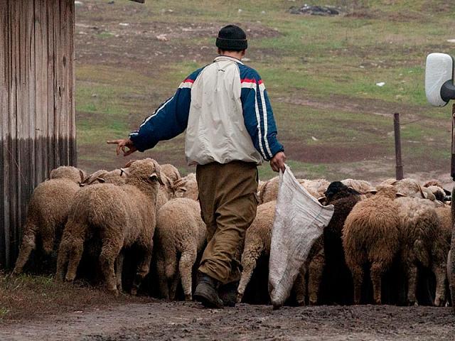 В Чечне малоимущим семьям подарили 600 овец