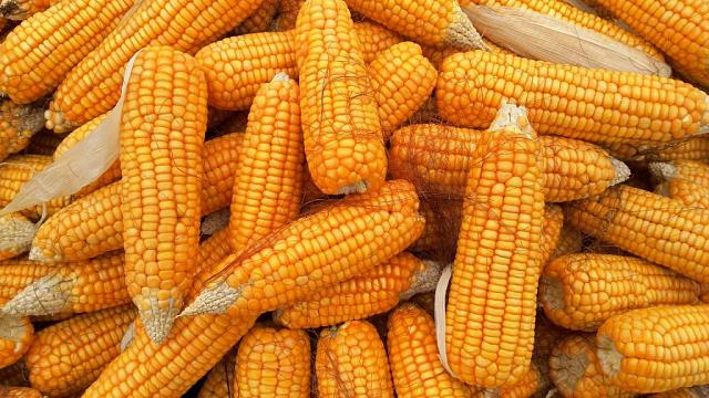 Человек погиб при падении в бункер для сушки кукурузы в Северной Осетии